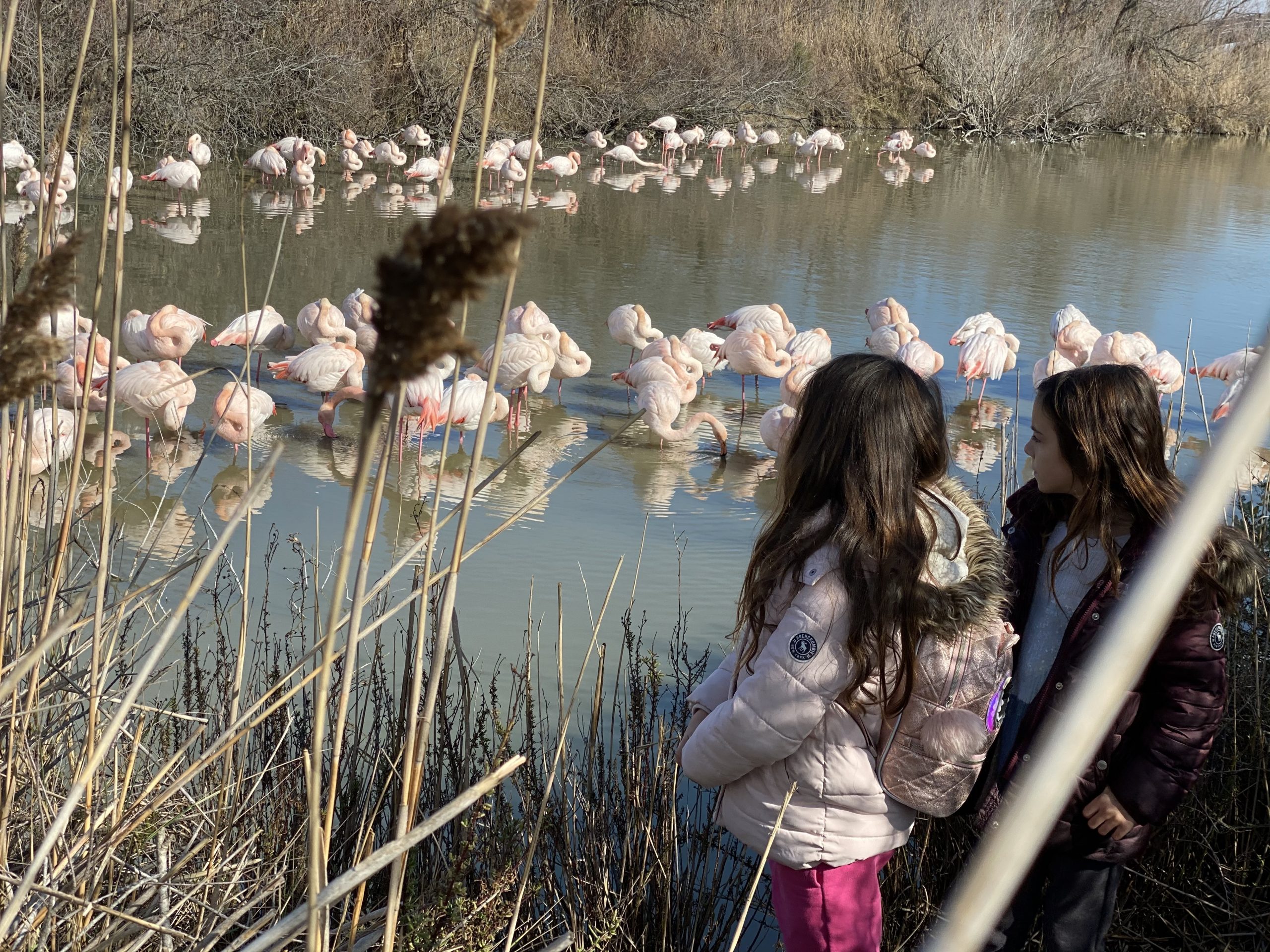 Le parc ornithologique du Pont de Gau en Camargue Bouge Ta Tribu