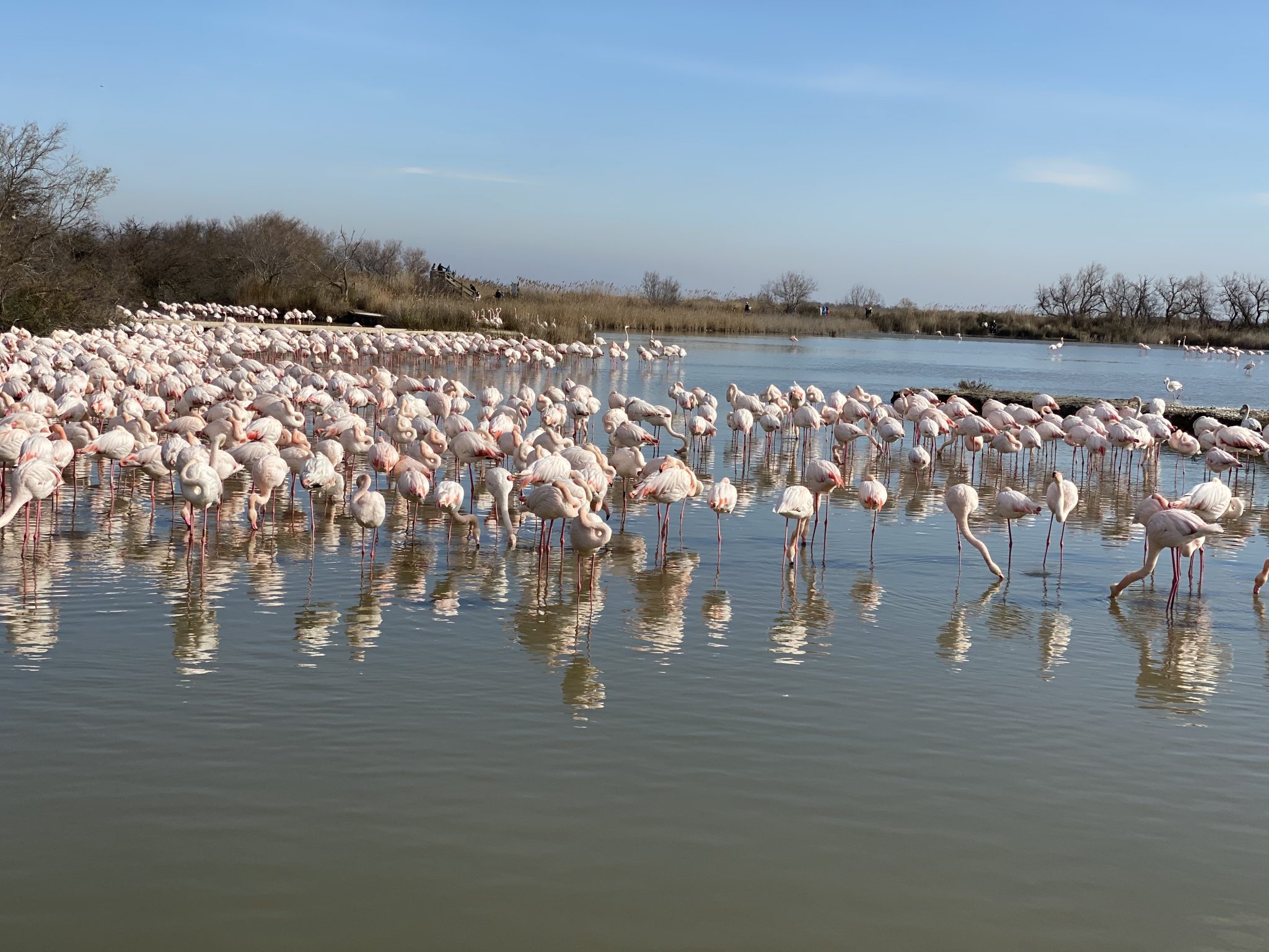 Le parc ornithologique du Pont de Gau en Camargue Bouge Ta Tribu